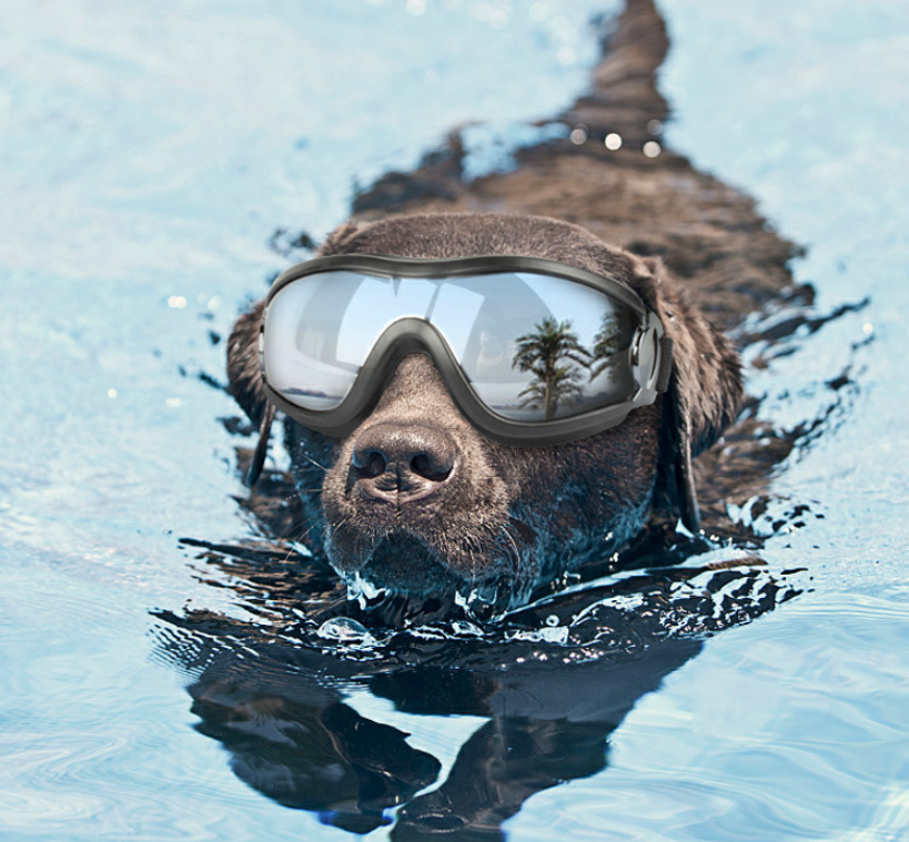 Dog wind and water proof goggles