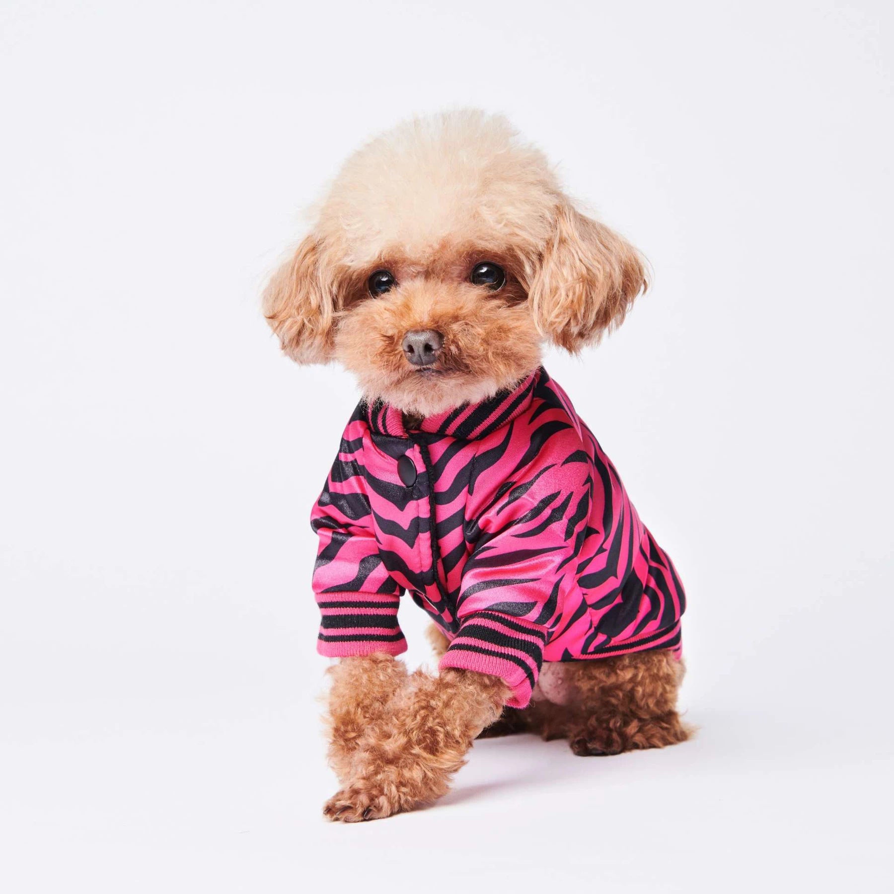 Cotton dog jacket