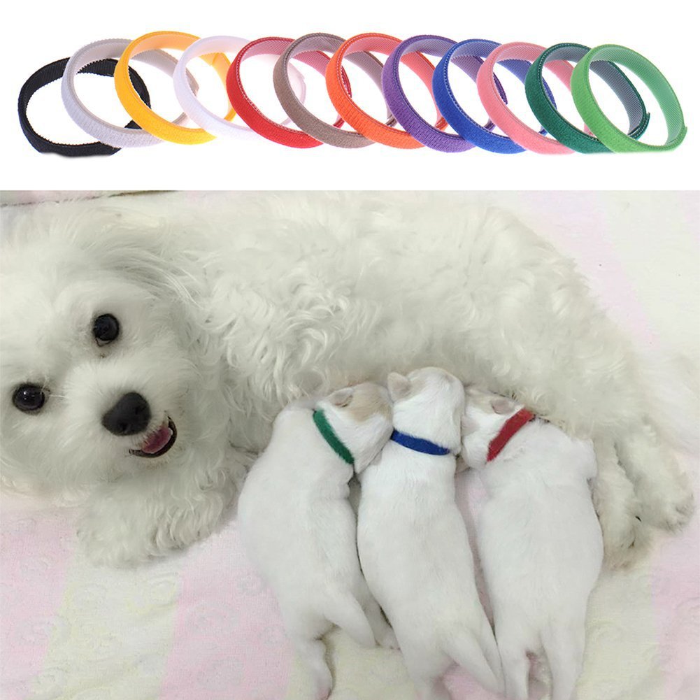 Newborn dog identification collar