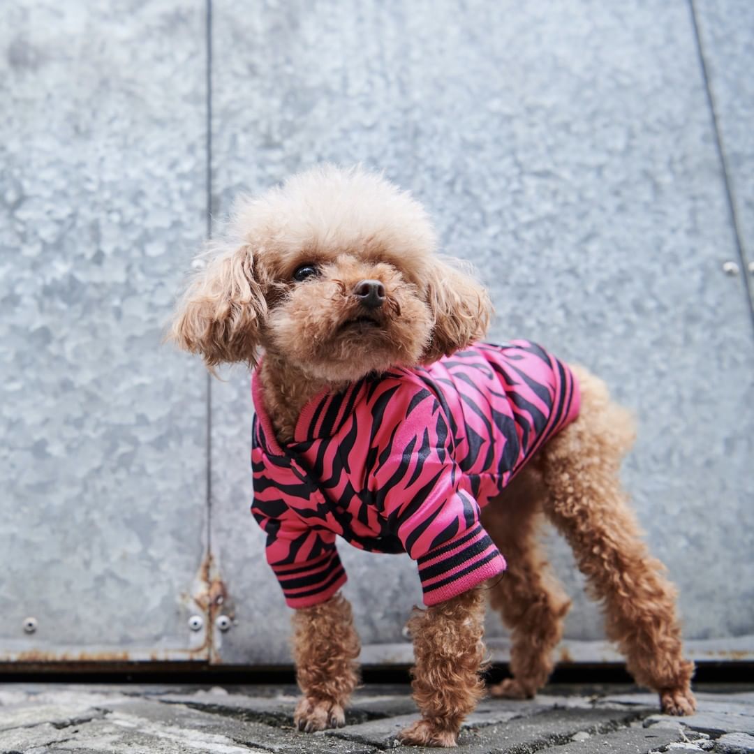 Cotton dog jacket